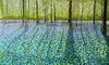 Bluebell Glade-Susan Entwistle