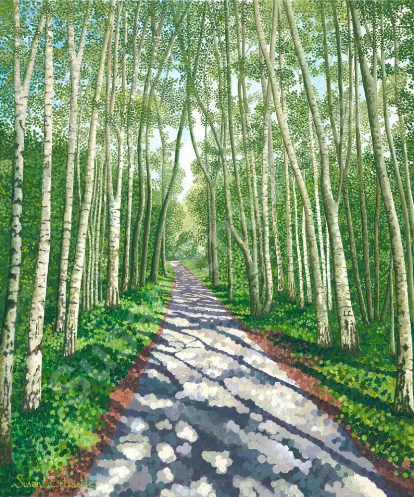 Birch Walk Limited Edition Print-Susan Entwistle