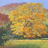 Field Maple Limited Edition Print-Susan Entwistle