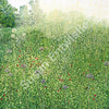 Harlow Carr Grasses Limited Edition Print-Susan Entwistle