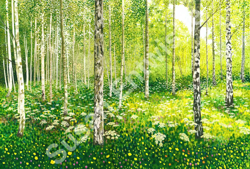 Silver Birch Copse Limited Edition-Susan Entwistle