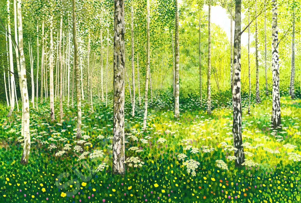 Silver Birch Copse Limited Edition-Susan Entwistle