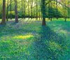 Bluebells at Wisley Limited Edition Print-Susan Entwistle