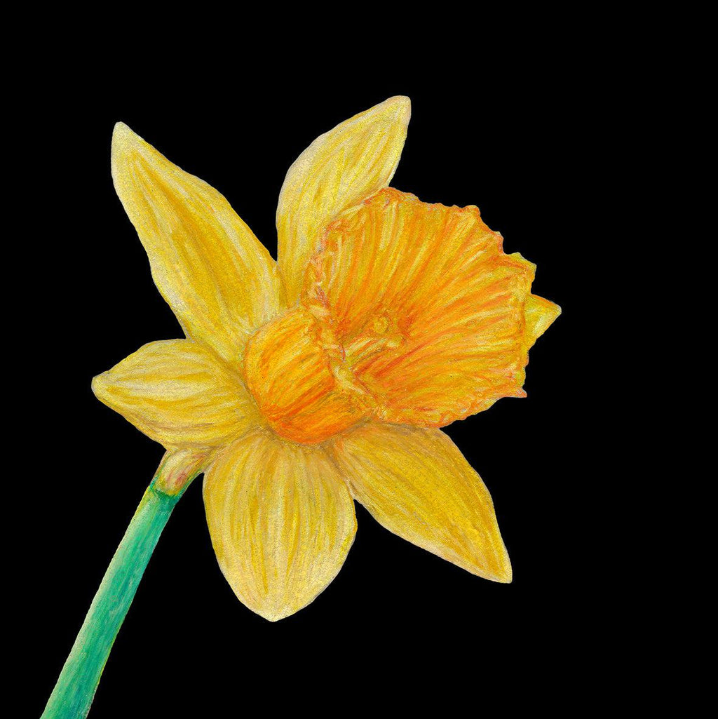 Daffodil Card by Sofia Bell-Susan Entwistle