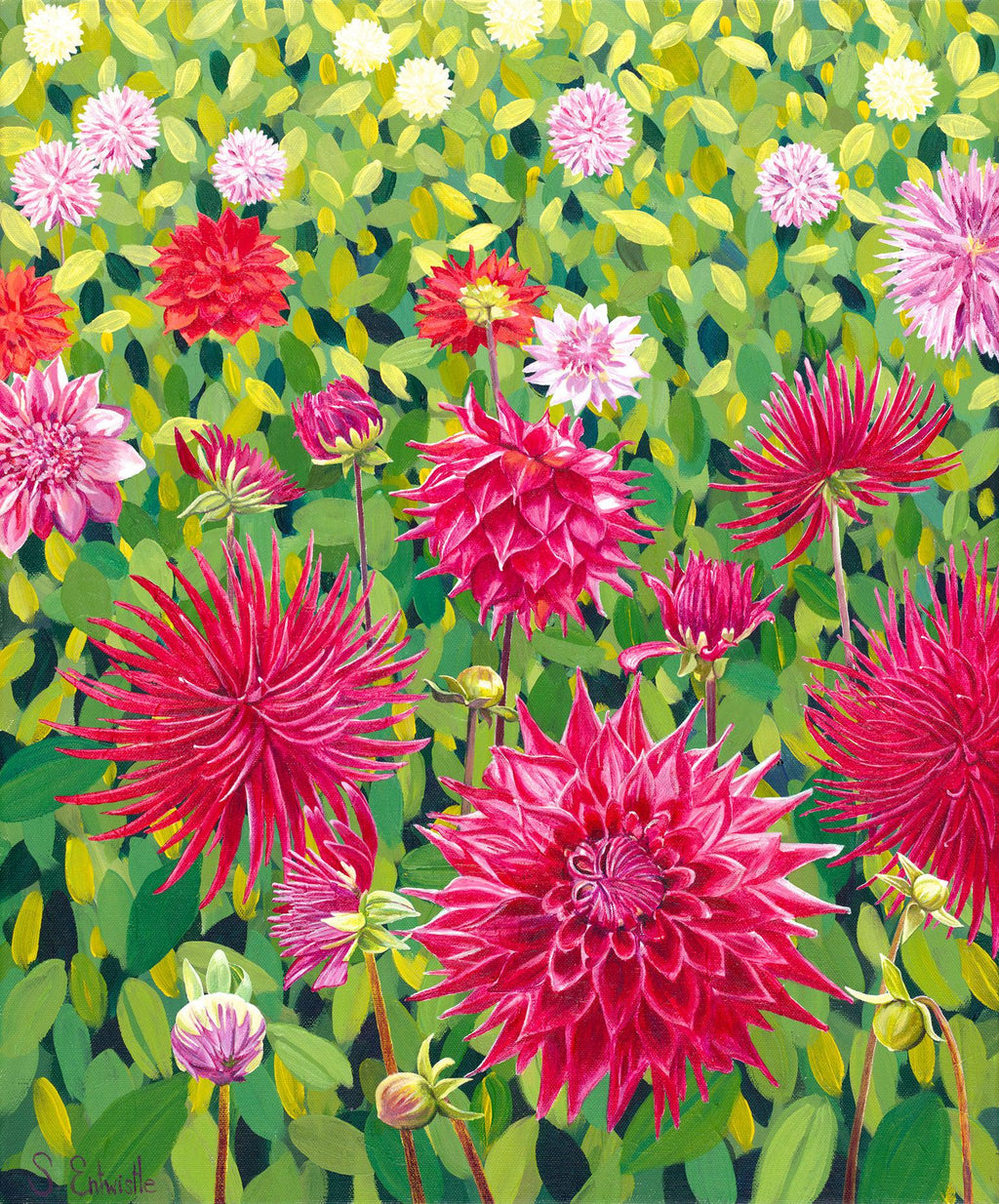 Field of Dahlias-Susan Entwistle