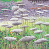 Frost on Seedheads Card-Susan Entwistle