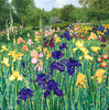 Irises Limited Edition Print-Susan Entwistle