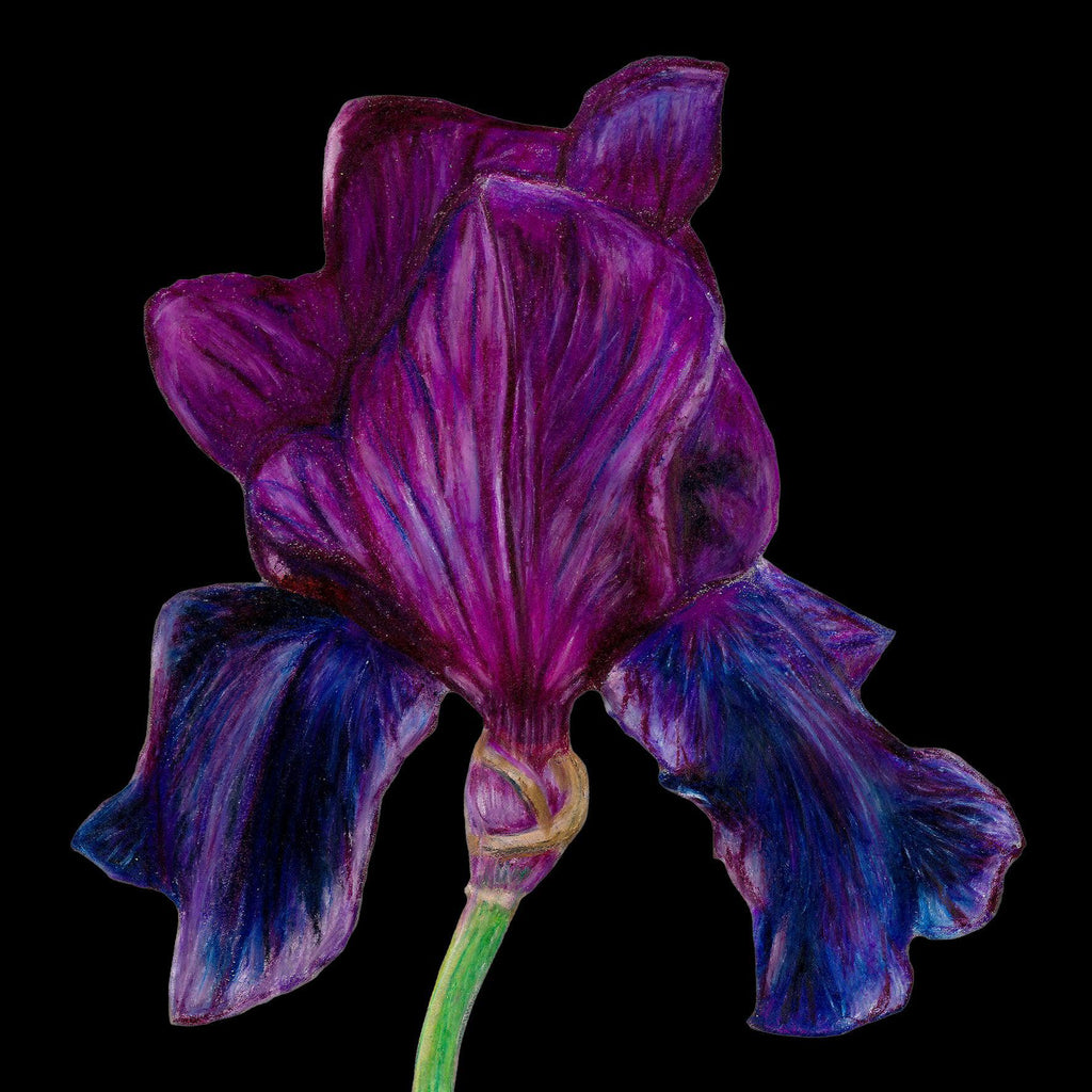 Purple Iris card by Sofia Bell-Susan Entwistle