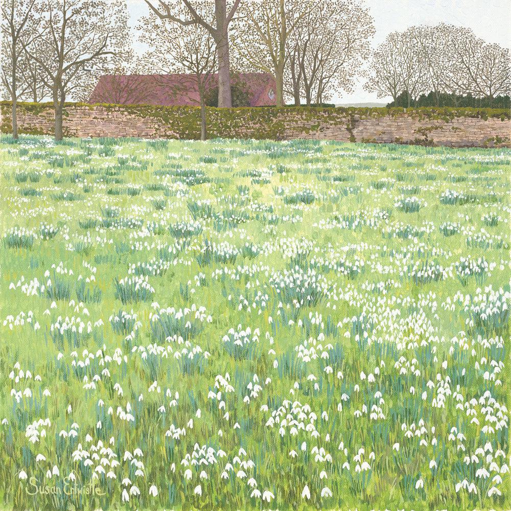 Snowdrops Limited Edition Print-Susan Entwistle