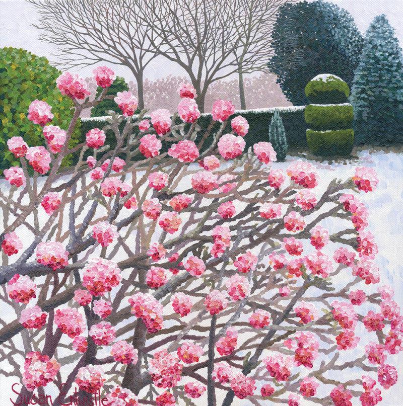 Winter Viburnum-Susan Entwistle