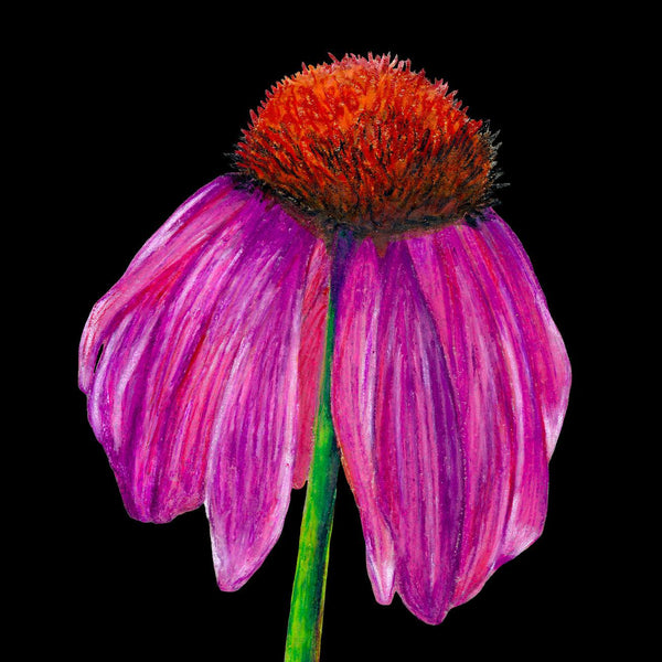 Echinacea Card by Sofia Bell-Susan Entwistle