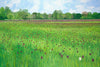 Fritillary Meadow Limited Edition-Susan Entwistle